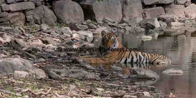 Ranthambhore Tiger Reserve-June 2008