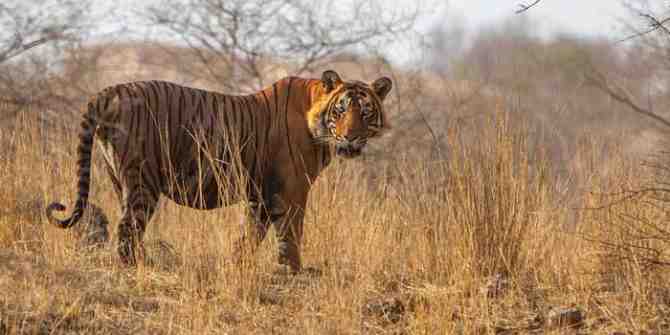 Maharashtra male tiger now captured
