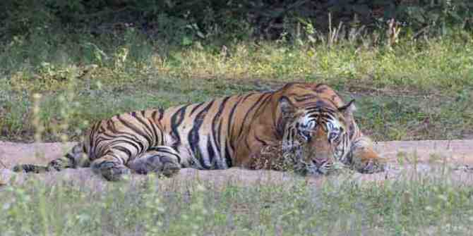 Notorious Tiger and bear poacher caught