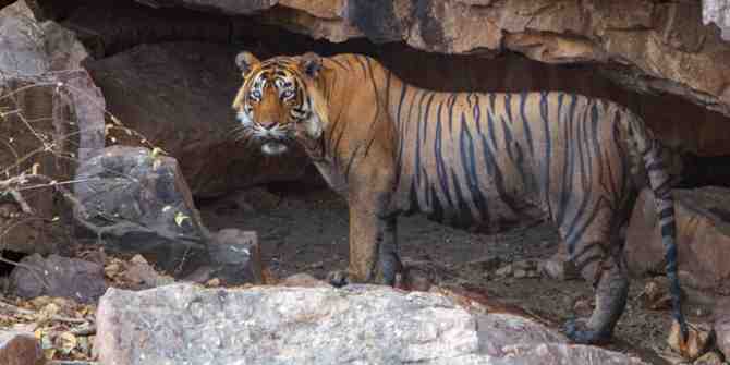 Covid causes India to close all tiger reserves.