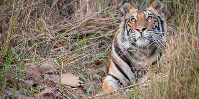 Pregnant tigress killed in Maharashtra