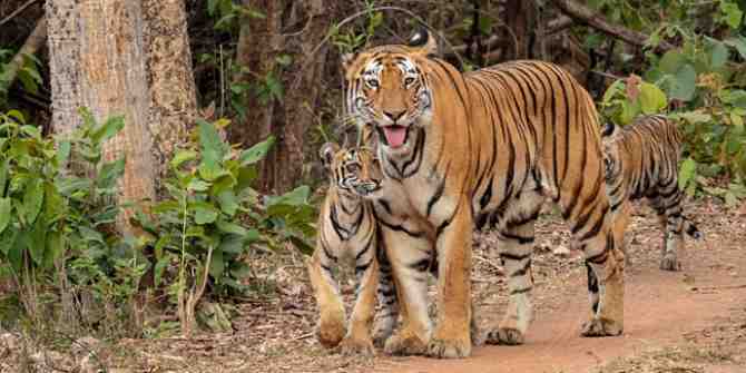 Tigress and cub not yet reunited.