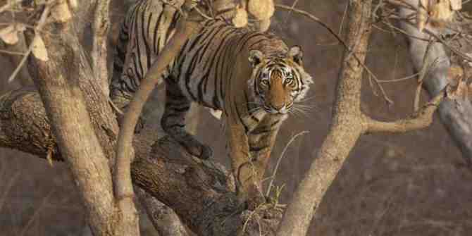 India's wild tiger population has increased