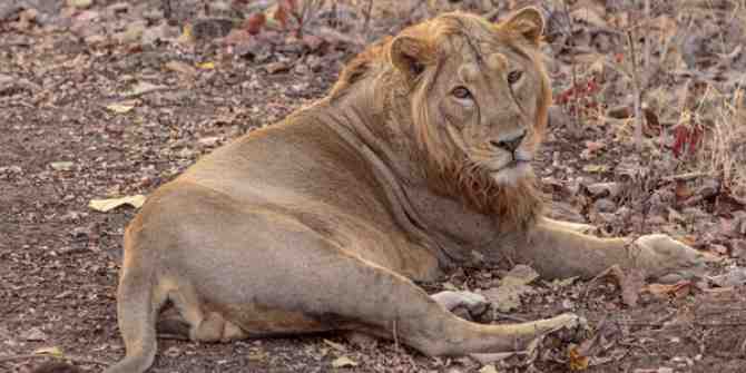 Death of 23 Asiatic Lions in Gujarat's Gir