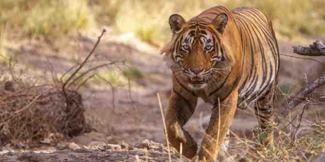 Tigers to be tested for Covid19