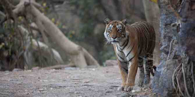 A sad time for the tigers and environment in India