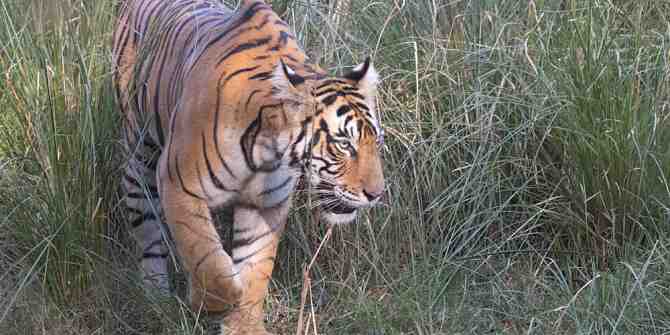 Encouraging increase in India's tiger population.