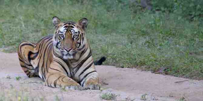 Tipeshwar wildlife sanctuary being notified at a Tiger Reserve