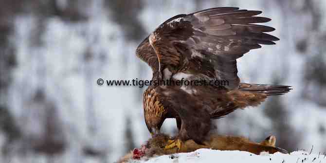 Golden Eagles and Goshawk of Norway - February 2012
