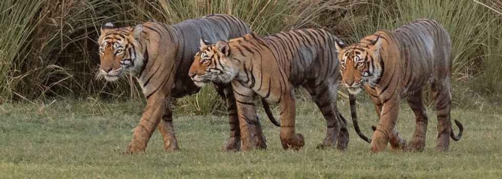 Krishna (Panthera tigris tigris) leading her three cubs