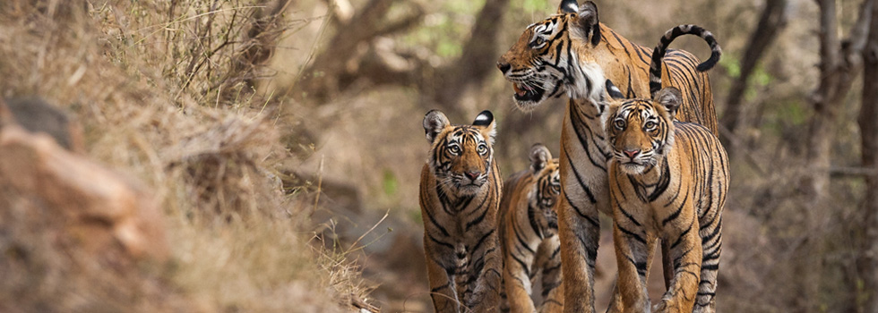 'Machali' and cubs (Panthera tigris tigris) at Nalgatti