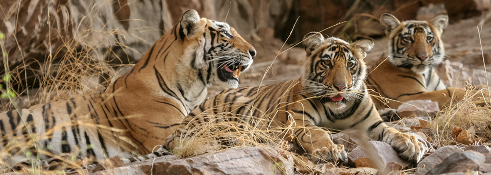 Ranthambhore tigress with cubs