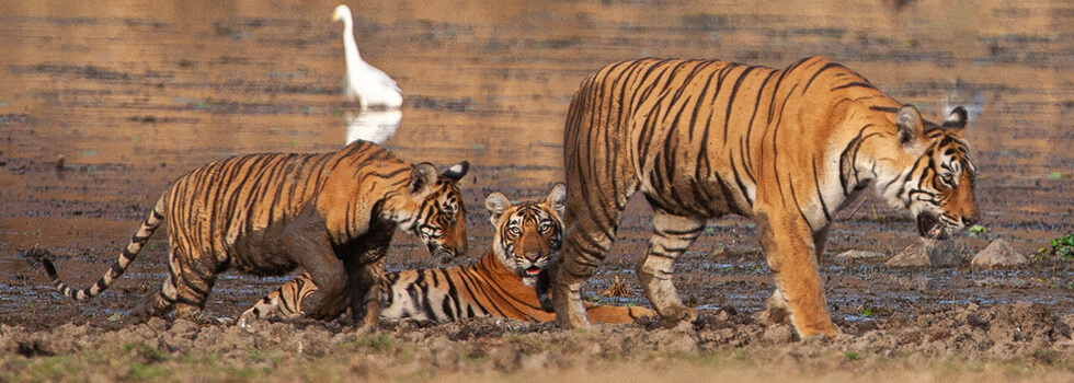 Tigress with cubs by the Rajbagh lake 
