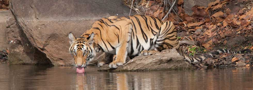 Young Jhurjhura tigress drinking.