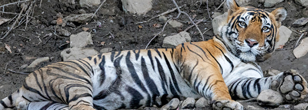 Large adult male tiger seen during  my return to Ranthambore in October 2023.