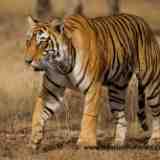 Tigers & other Indian Wildlife