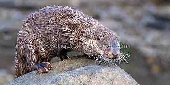 Otter (Mustelidae)