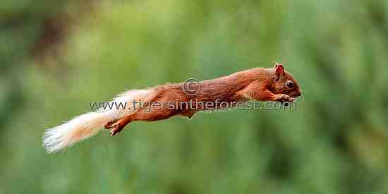 Red Squirrel (Sciurus Vulgaris) at the Cairngorms National Park