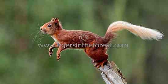 Red Squirrel (Sciurus Vulgaris) about to jump
