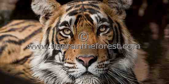 Ranthambhore male tiger (Panthera tigris tigris)