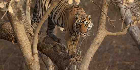 Tree tiger! (Panthera tigris tigris)