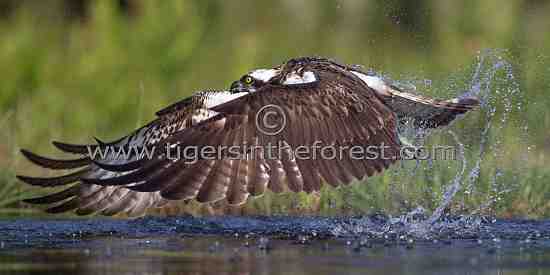 The 'ghostly' Osprey (Pandion haliaetus)
