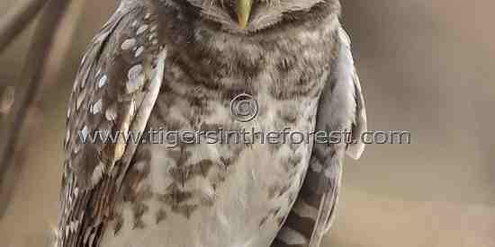 Spotted Owlet (Athene brama)