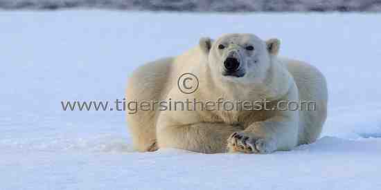 An adult male Polar Bear (Ursus Maritimus) resting on the ice flow