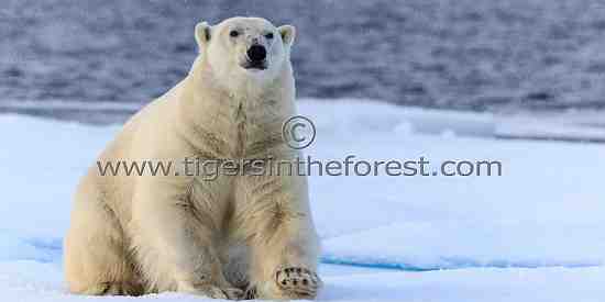Curious male Polar Bear (Ursus Maritimus)