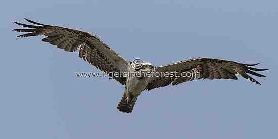 Osprey (Pandion haliaetus)