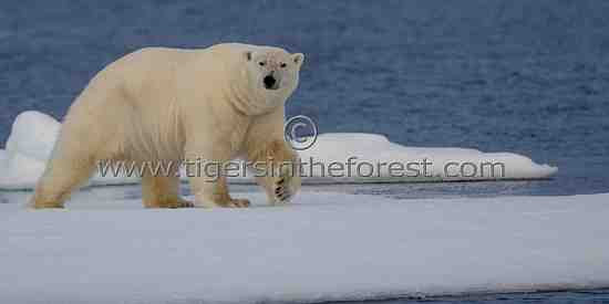 Male polar Bear on ice flow