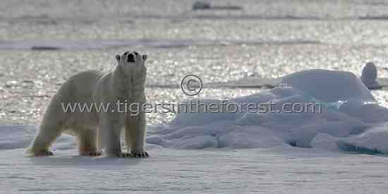 Male polar bear sniffing air for any sign of a feed