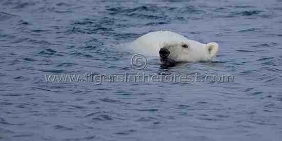 Polar bear (Urus maritimus)