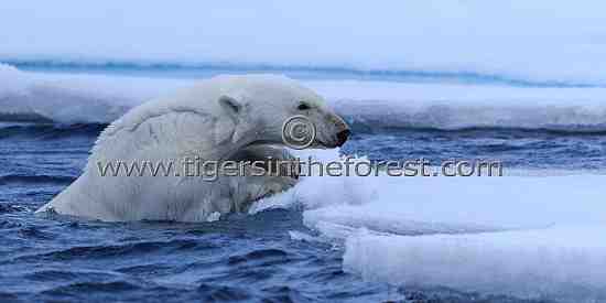 Polar Bear (Ursus Maritimus)-Climbing aboard