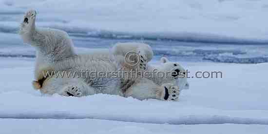 A sleepy bear.