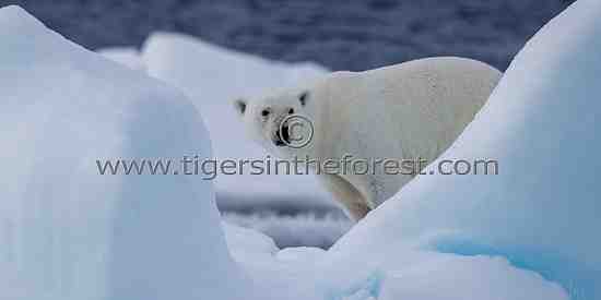 Polar bear (Ursus maritimus)