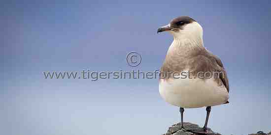 Arctic Skua (Stercorarius parasiticus)