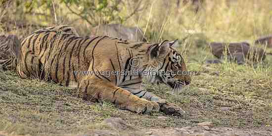 Young tigress (Panthera tigris tigris) crouching