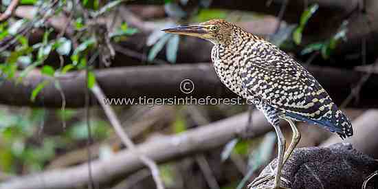 Tiger heron (Tigrisoma lineatum)