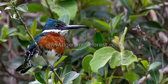 Amazon kingfisher (Chloroceryle Amazona)