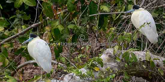 Capped Herons (Pilherodius Pileatus)