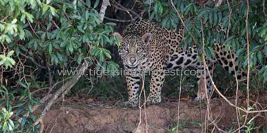 Jaguar (Panthera Onca) emerging from its forest cover.