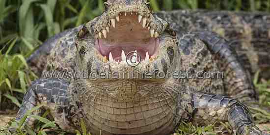  Caiman (Melanosuchus Niger)