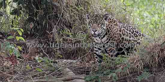 Jaguar (Panthera Onca) silently appearing from the forest