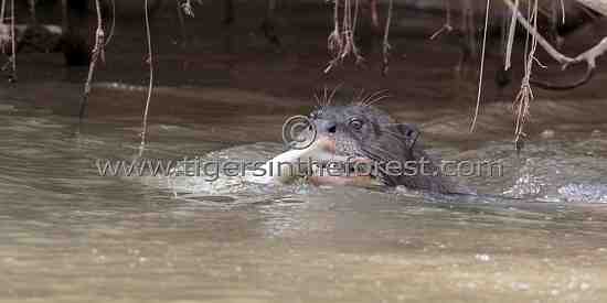 Giant River Otter (Pteroneura Brasiliensis)