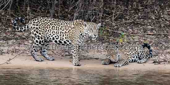 Mother (Panthera Onca) and daughter
