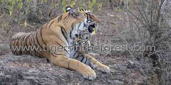 Mother and cub