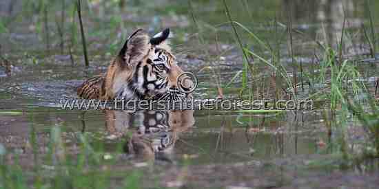 Tiger cub (Panthera tigris tigris)