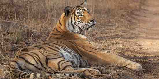 Machali the Queen of Ranthambhore (Panthera tigris tigris)