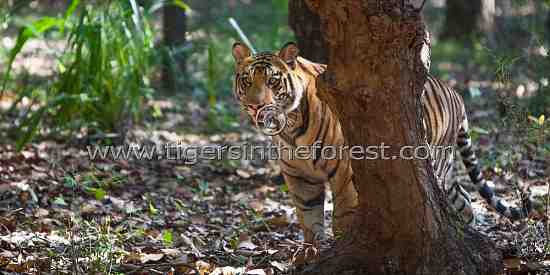 Young 'Kelua' stalking (Panthera tigris tigris)